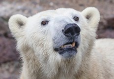 Местен жител е успял да застреля хищникът по време на