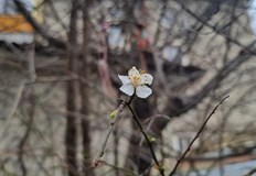 Същото дръвче в предишните две години е цъфнало в края