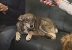 Нестандартният домашен любимец Чаки от осем месеца живее със семейството