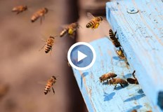 Причините са високите разходи и ниската цена на продукцията заяви