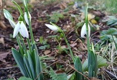 Високите температури през последния месец предизвикаха ранния цъфтеж на кокичетата Температурите
