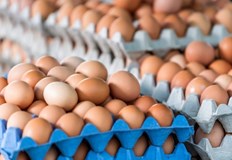 На едро са по 40 стотинки за брой кравето сирене