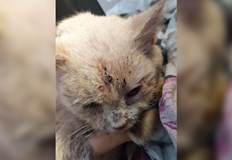 50 годишният мъж публикувал във фейсбук профила си няколко видеоклипа с