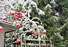 Снегът разкраси родния ни градСнежно вълшебство в Русе Така може