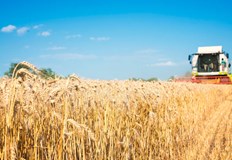 Заради топлото време някои пшеници са така избуели че не