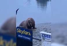 Моржът с прякор Тор е открит в пристанището на 30