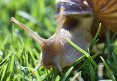 Лепилото съдържа секрет от охлювиКитайски учени разработиха биологично лепило от