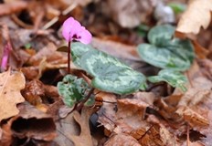 Причината за подраняването е топлата зима заявиха от РИОСВ