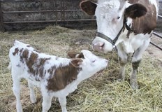 Декабрист е роден на 30 декември 2022 годинаКлонирана крава даде