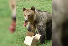 Хищниците все още не са в зимен сън заради необичайно