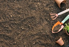 Това са предимно растения със стегнати семена или с дълъг