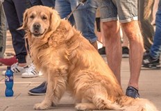 Не се препоръчва да очовечаваме прекалено животните а да зачитаме