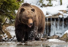 Заради топлото време мечките не са заспали и обикалят около