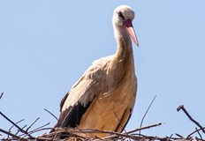 В село Петелово в Източните Родопи местните се радват на