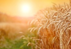 Според русенеца Димитър Славчев сегашните сортове пшеница са до голяма
