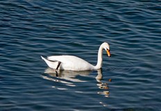 Русенецът Ростислав Райков е уловил този прекрасен кадър в река