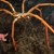 Морските паяци могат да регенерират цели части от тялото си