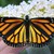 Пеперудите Монарх изминават 5000 километра всяка година