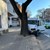 Шофьор с бус нацели дърво в центъра на Пловдив