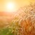 Русенски зърнопроизводител: Ако топлото време продължи повече от две седмици, ще се появи проблем
