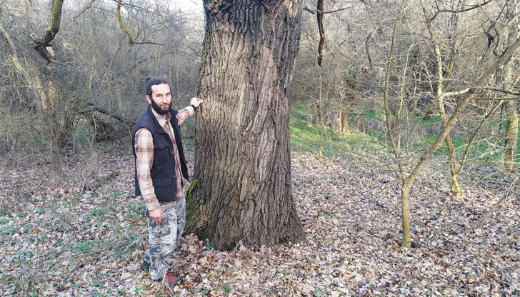 За вековните дървета в местността "Образцов Чифлик" сигнализира хижарят на хижа "Минзухар"