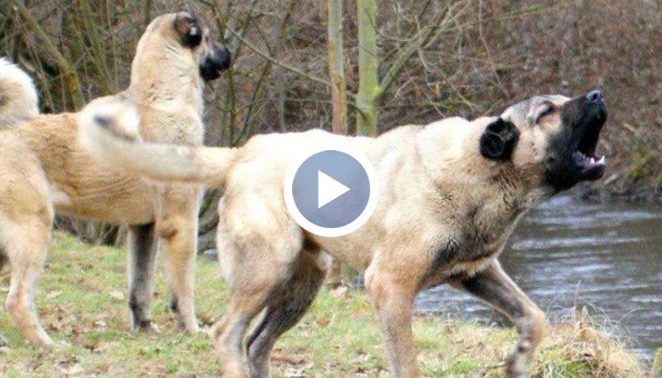 Момичето е зверски нахапано от домашни кучета в Монтанско