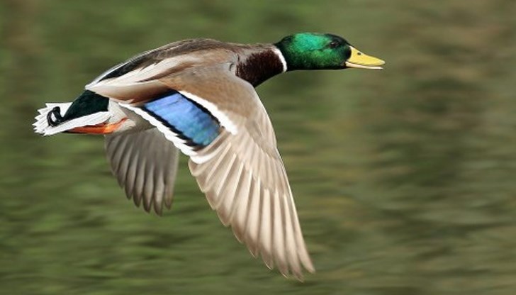 Традиционно най-голяма е числеността на зеленоглавата патица и големия корморан