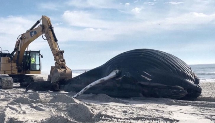 Властите съобщиха, че това е най-големият кит, който са виждали в района от повече от десетилетие