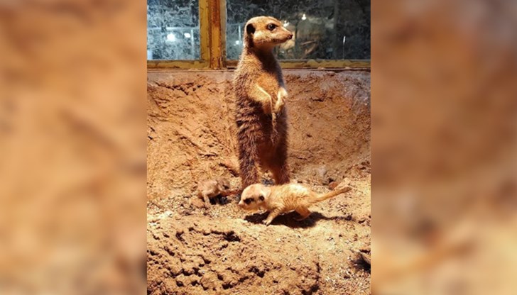 Малките сурикати са родени в края на миналата година Малките сурикати са родени в края на миналата година