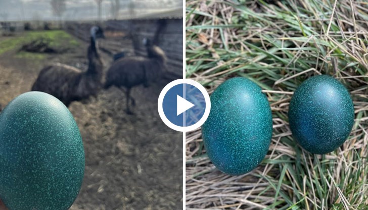 Защо цветът на яйцата е такъв