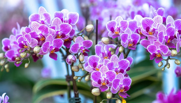 През зимата орхидеята не трябва да е до източниците на топлина, за да се избегне изсушаването
