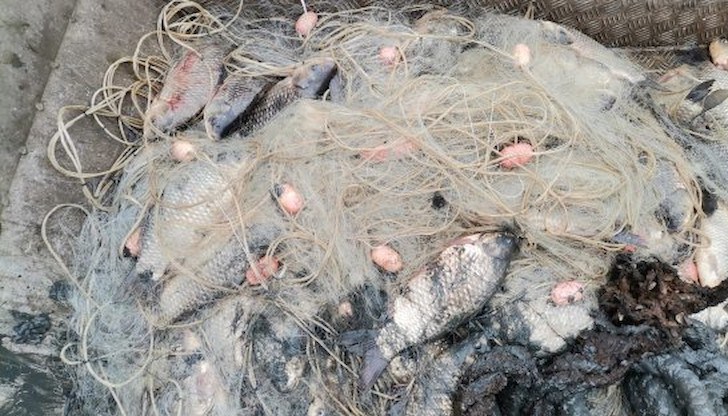 Незаконно уловената риба, открита в мрежите, е върната обратно във водата