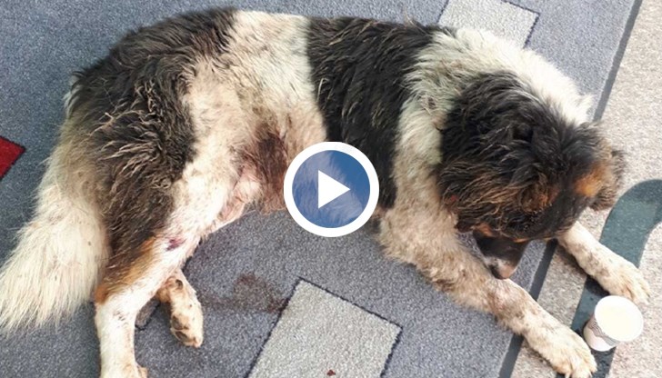 През последните дни има и случай на простреляно куче, съобщават от Animal Hope – Казанлък