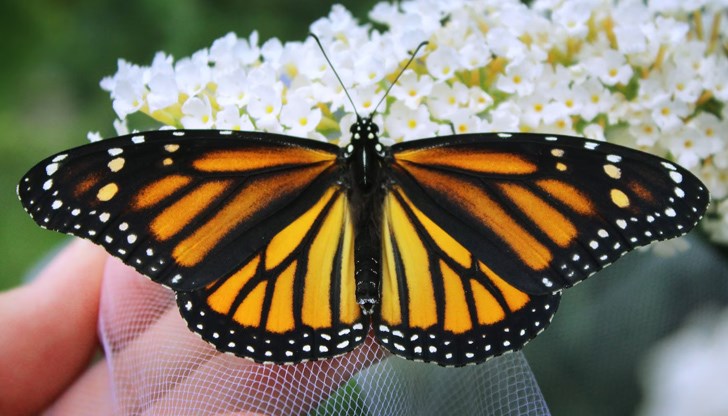 Красивите насекоми оцеляват благодарение на мазнината, складирана в телата им Красивите насекоми оцеляват благодарение на мазнината, складирана в телата им