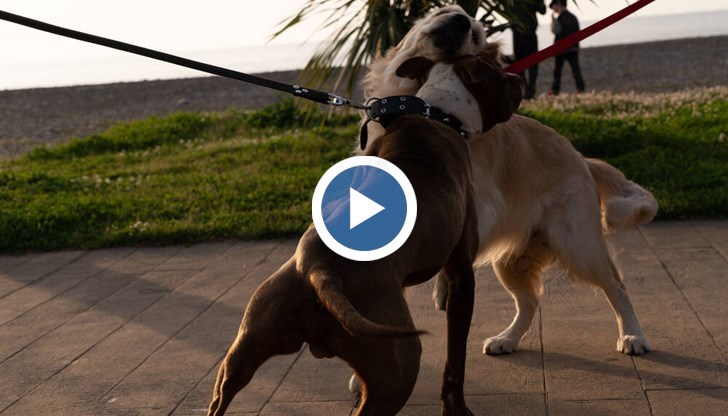 Собственичката на пострадалото животно го спасила с риск да бъде ухапана