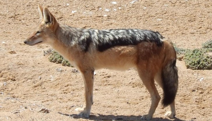 Хищниците са бич за зайци и елени през пролетта Хищниците са бич за зайци и елени през пролетта