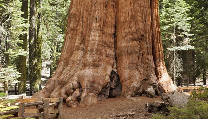 Чрез мобилното приложение всеки може да изпрати информация за вековни дървета, които да бъдат включени в картата на вековните гори