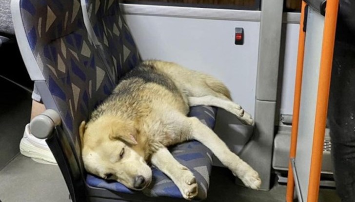 Софиянци споделят в социалните медии снимки на кучета, които пътуват в автобусите редом с хората