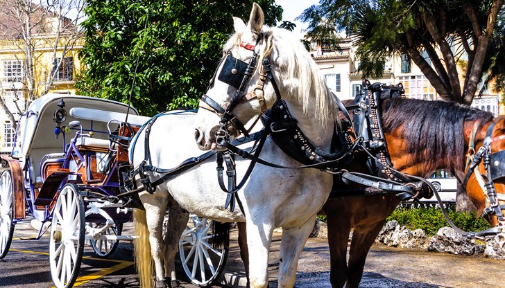 Файтон "втора ръка", но в добро състояние и без нужда от ремонт, струва около 10 000 лева