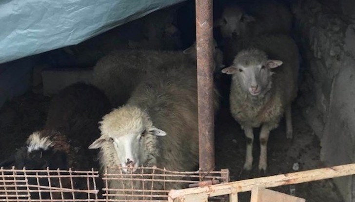 Откраднати са били 100 броя бременни овце като щетата е на стойност 50 000 лева