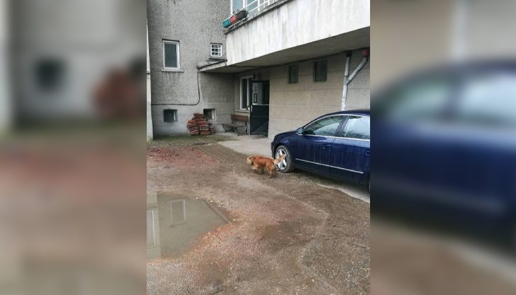 Във фейсбук групата "Русе" е пуснат сигнал за скитащо куче с каишка Във фейсбук групата "Русе" е пуснат сигнал за скитащо куче с каишка