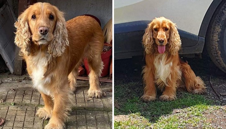 Да помогнем на семейството да намери своето куче