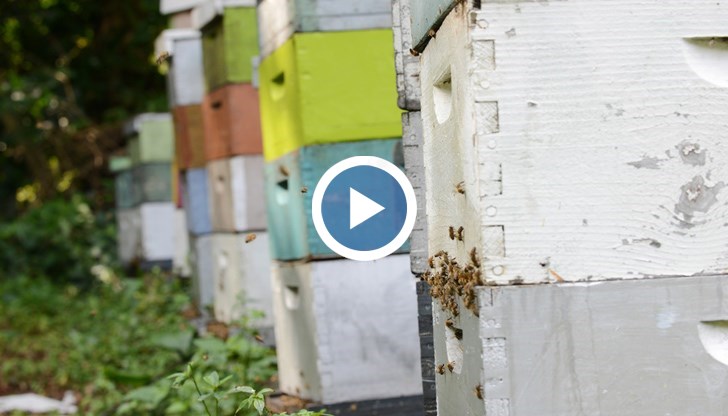Пчелите в кошерите може да намалеят наполовина, алармират пчеларите