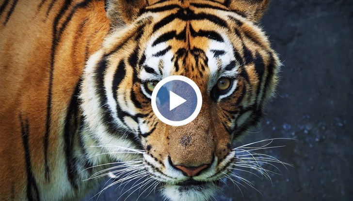 Случаят е от американския град Финикс