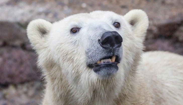 Местен жител е успял да застреля хищникът по време на нападението Местен жител е успял да застреля хищникът по време на нападението