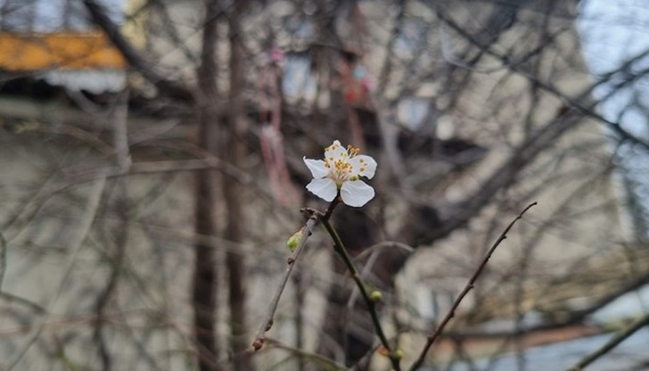 Същото дръвче в предишните две години е цъфнало в края на февруари Същото дръвче в предишните две години е цъфнало в края на февруари
