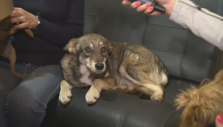 Нестандартният домашен любимец Чаки от осем месеца живее със семейството на Елена Каравасилева