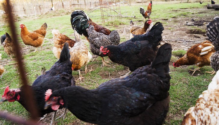 Предстои хуманното умъртвяване на около 25 хиляди засегнати птици и яйца