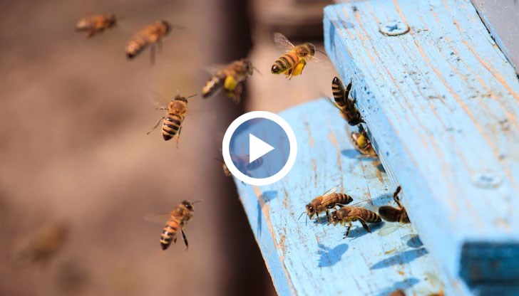 Причините са високите разходи и ниската цена на продукцията, заяви председателят на Сдружение "Пчелари – Русе" Иван Кънев