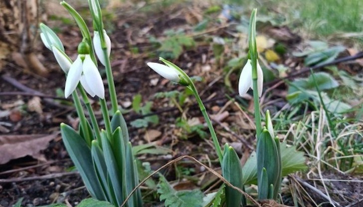 Високите температури през последния месец предизвикаха ранния цъфтеж на кокичетата Високите температури през последния месец предизвикаха ранния цъфтеж на кокичетата